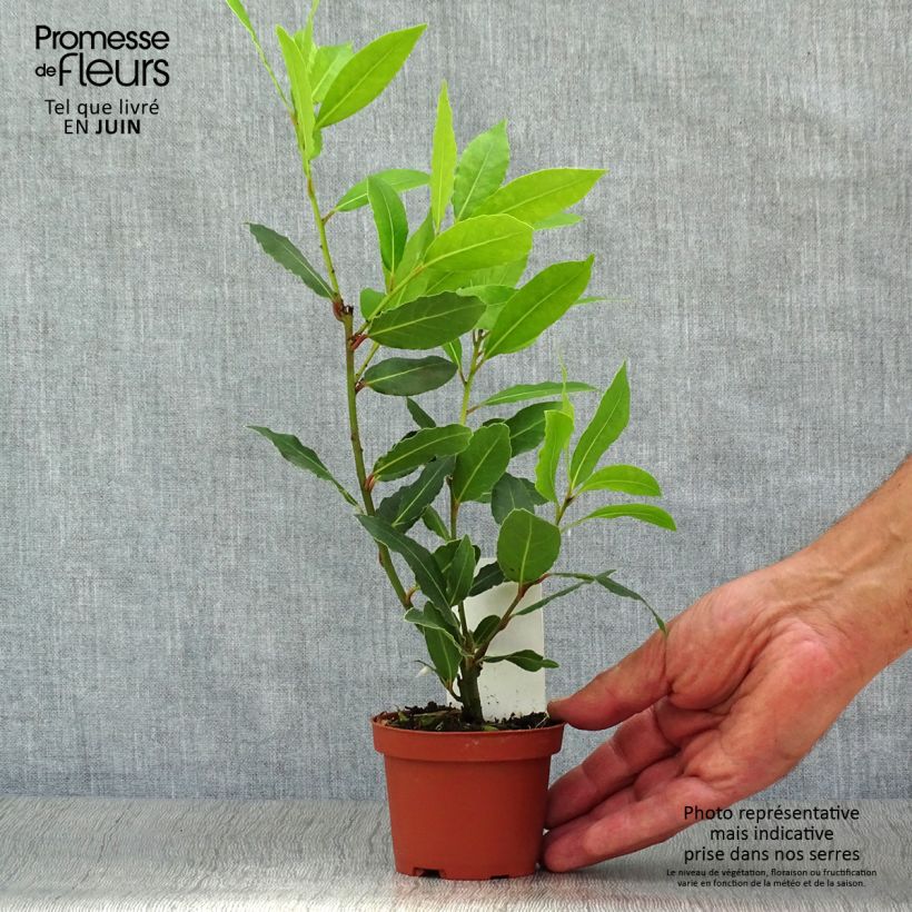 Esimerkki kesällä toimitetusta Laurier sauce - Laurus nobilis FI Pot de 10 cm/11cm-taimesta