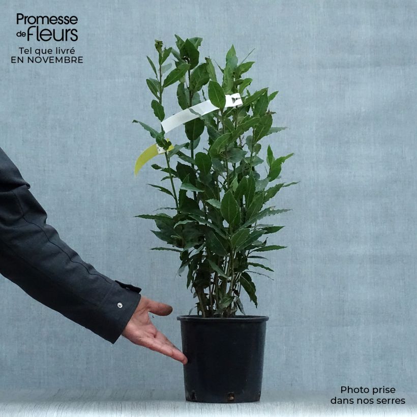 Esimerkki syksyllä toimitetusta Välimerenlaakeri - Laurus nobilis 2 litran/3 litran ruukku-taimesta