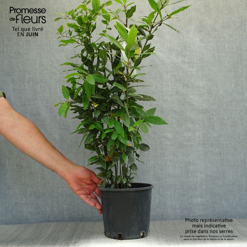 Esimerkki kesällä toimitetusta Laurier sauce - Laurus nobilis FI Pot de 2L/3L-taimesta