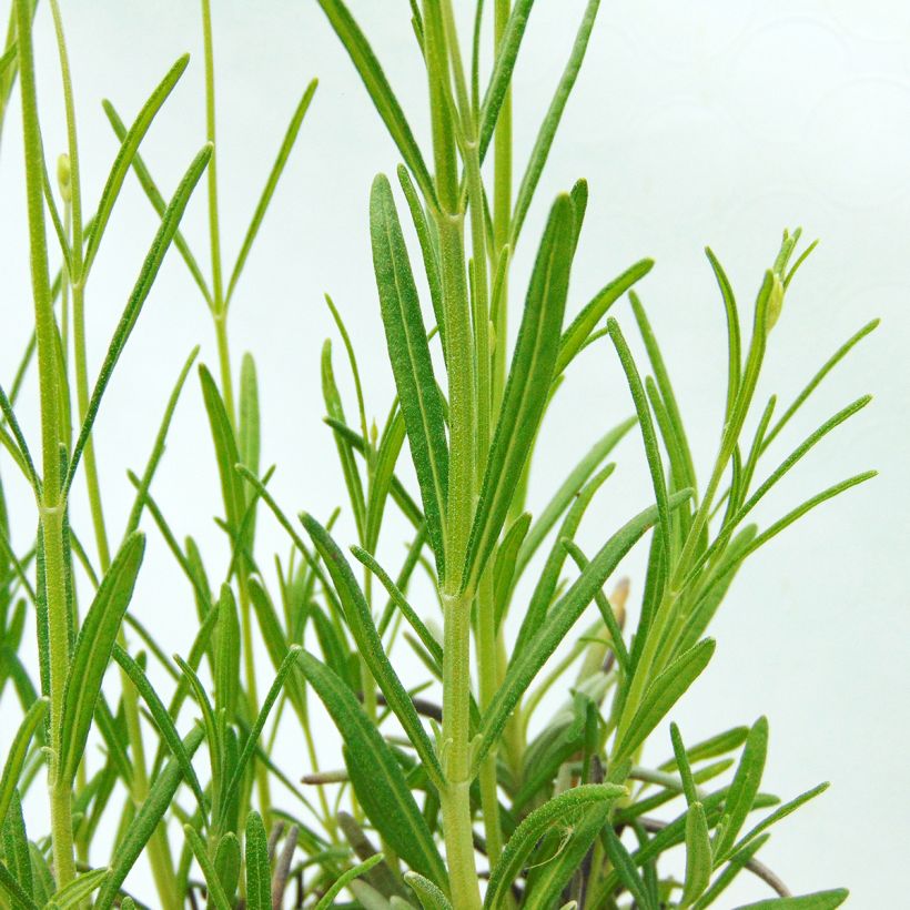 Tähkälaventeli - Lavandula officinalis (Lehvistö)