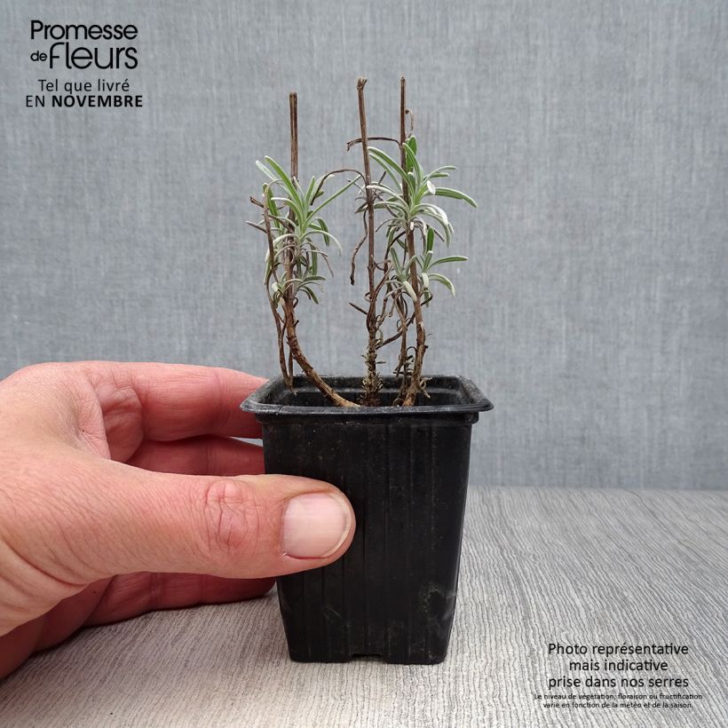 Esimerkki syksyllä toimitetusta Tähkälaventeli - Lavandula officinalis 7/8 cm taimiruukku-taimesta
