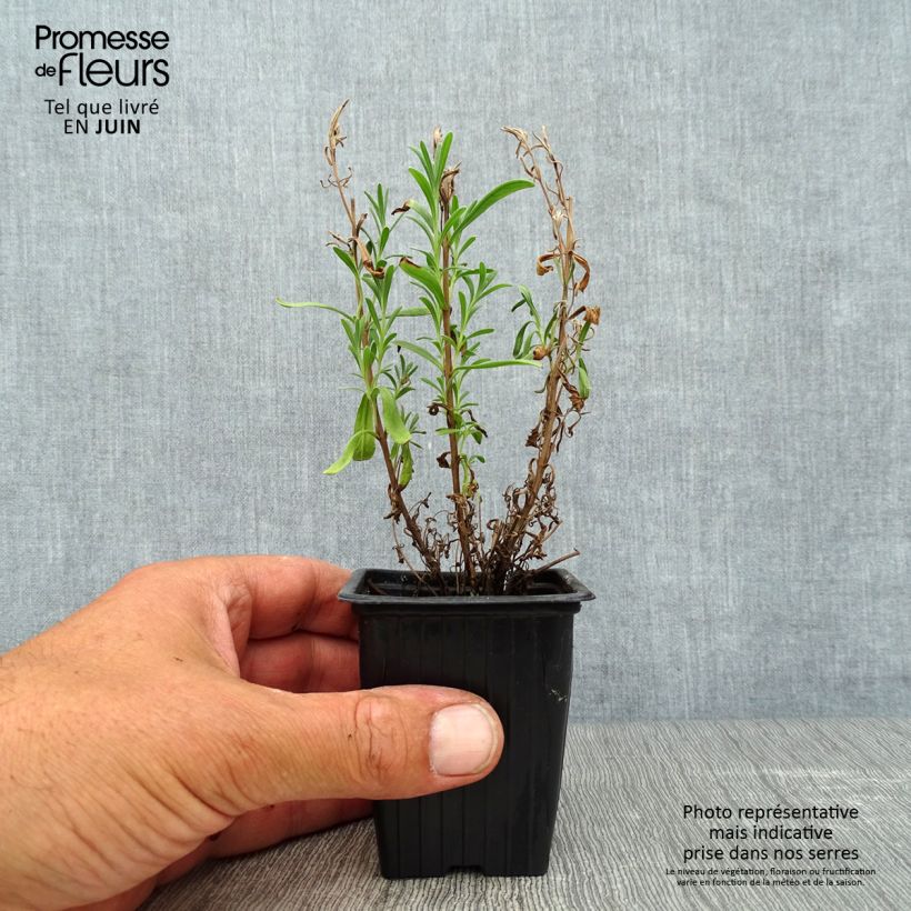 Esimerkki kesällä toimitetusta Tähkälaventeli - Lavandula officinalis 7/8 cm taimiruukku-taimesta