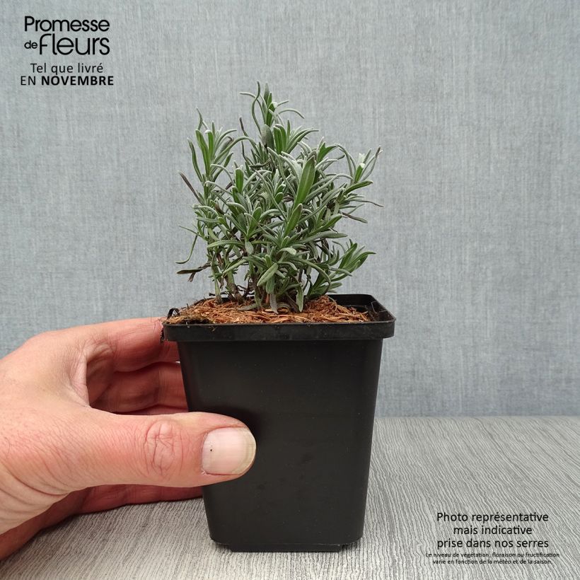 Esimerkki syksyllä toimitetusta Tähkälaventeli Munstead 8/9 cm taimiruukku-taimesta