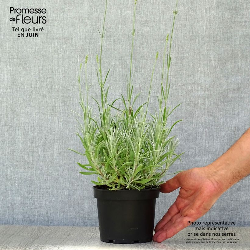 Esimerkki kesällä toimitetusta Tenholaventeli - Lavandula latifolia 1,5 litran / 2 litran kannu-taimesta