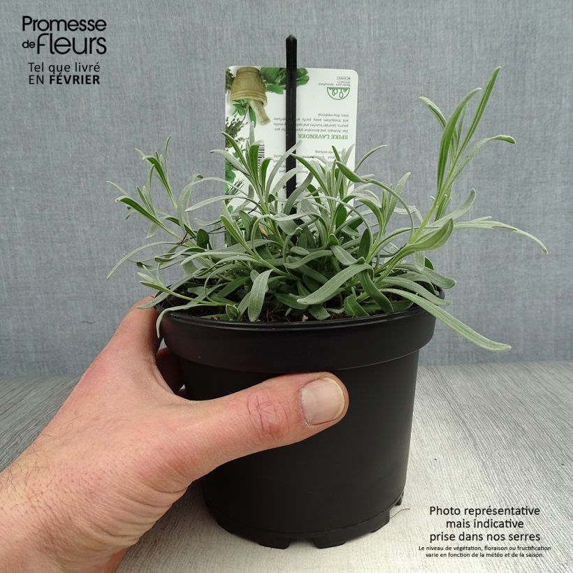 Esimerkki talvella toimitetusta Tenholaventeli - Lavandula latifolia 1,5 litran / 2 litran kannu-taimesta