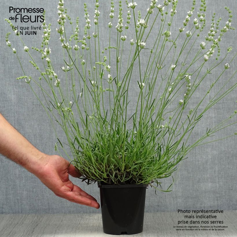 Esimerkki kesällä toimitetusta Rivieranlaventeli Edelweiss Ruukku 1,5L / 2L-taimesta
