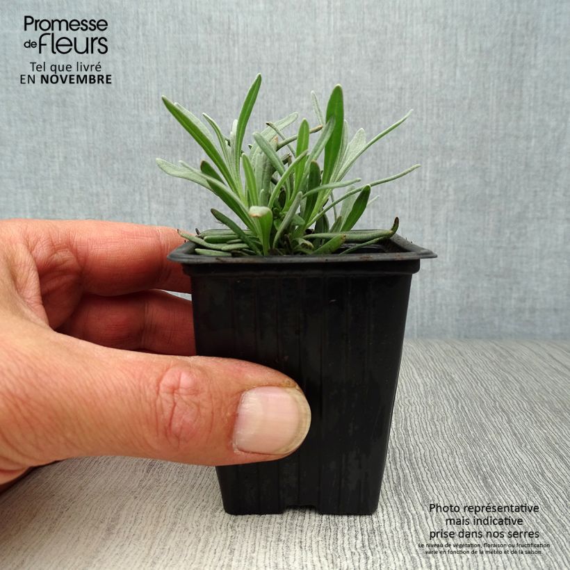 Esimerkki syksyllä toimitetusta Rivieranlaventeli Grosso 7/8 cm taimiruukku-taimesta