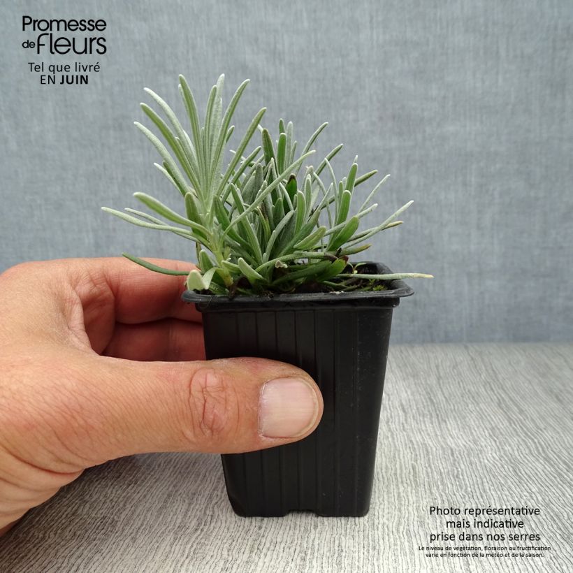 Esimerkki kesällä toimitetusta Rivieranlaventeli Grosso Godet de 7/8 cm-taimesta