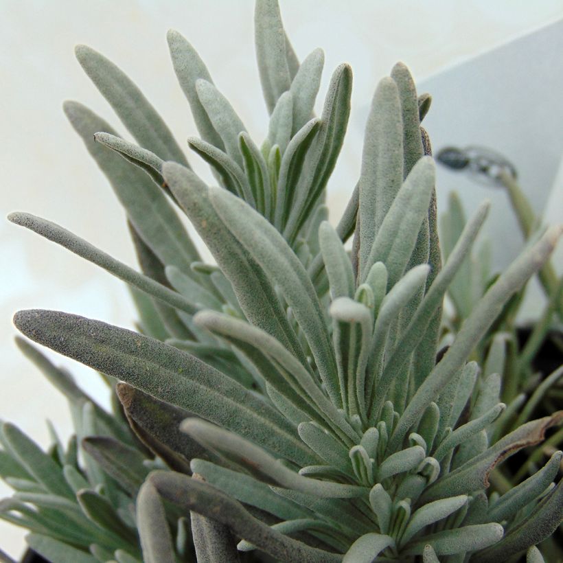Rivieranlaventeli Edelweiss (Lehvistö)