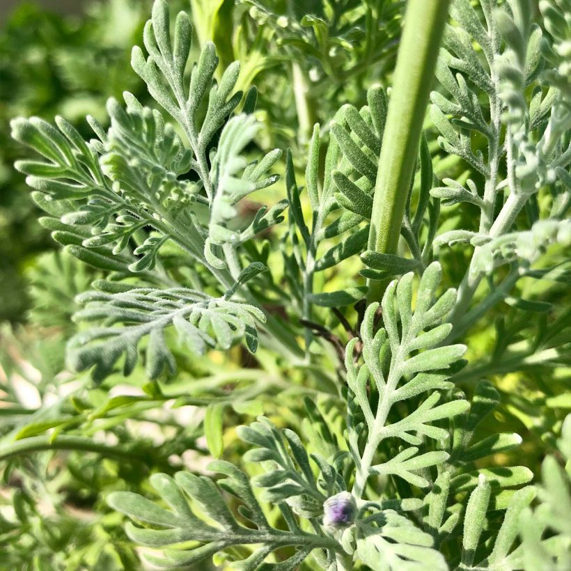 Tähkälaventeli - Lavandula pinnata var. pinnata (Lehvistö)