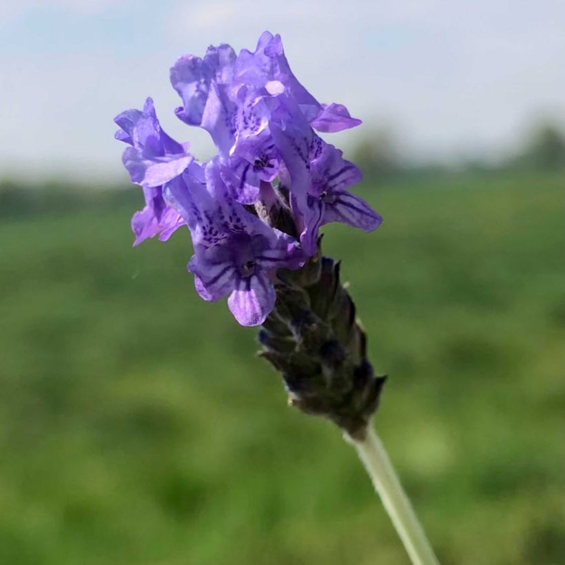 Tähkälaventeli - Lavandula pinnata var. pinnata (Kukinta)
