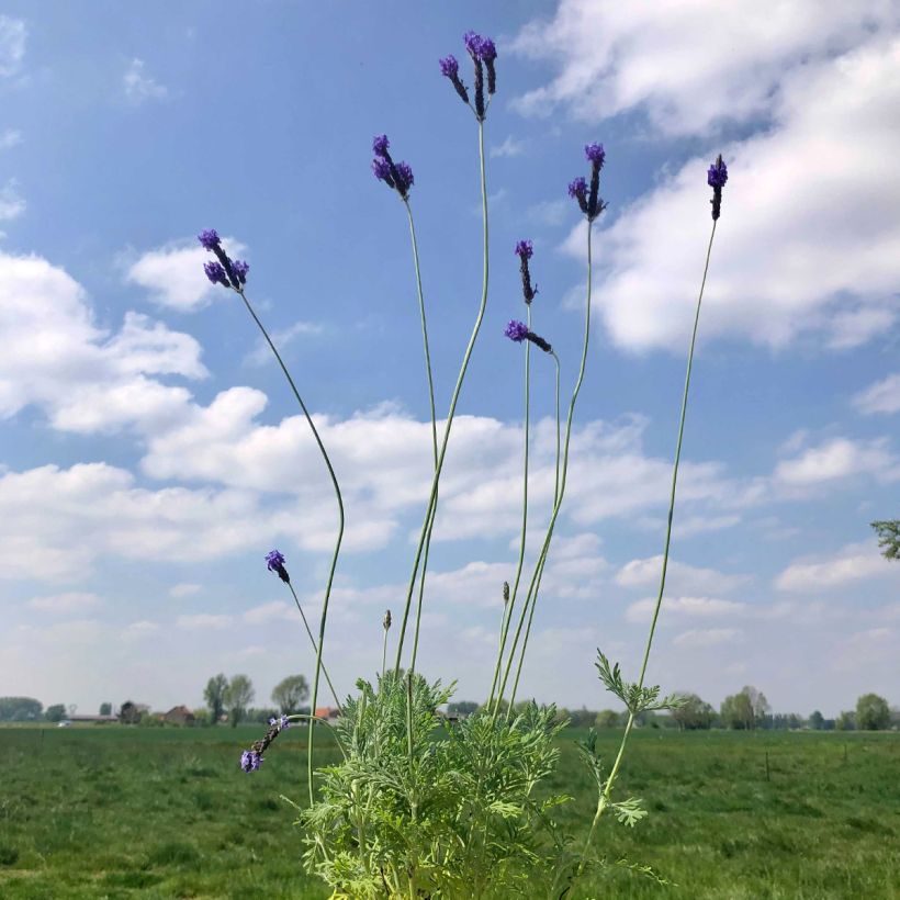 Tähkälaventeli - Lavandula pinnata var. pinnata (Kasvutapa)