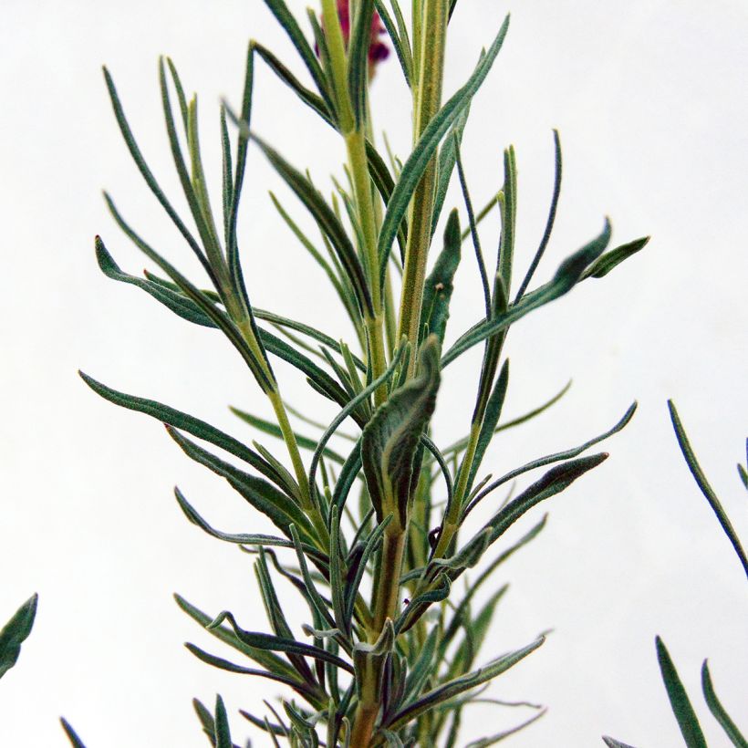 Tupsulaventeli - Lavandula stoechas (Lehvistö)
