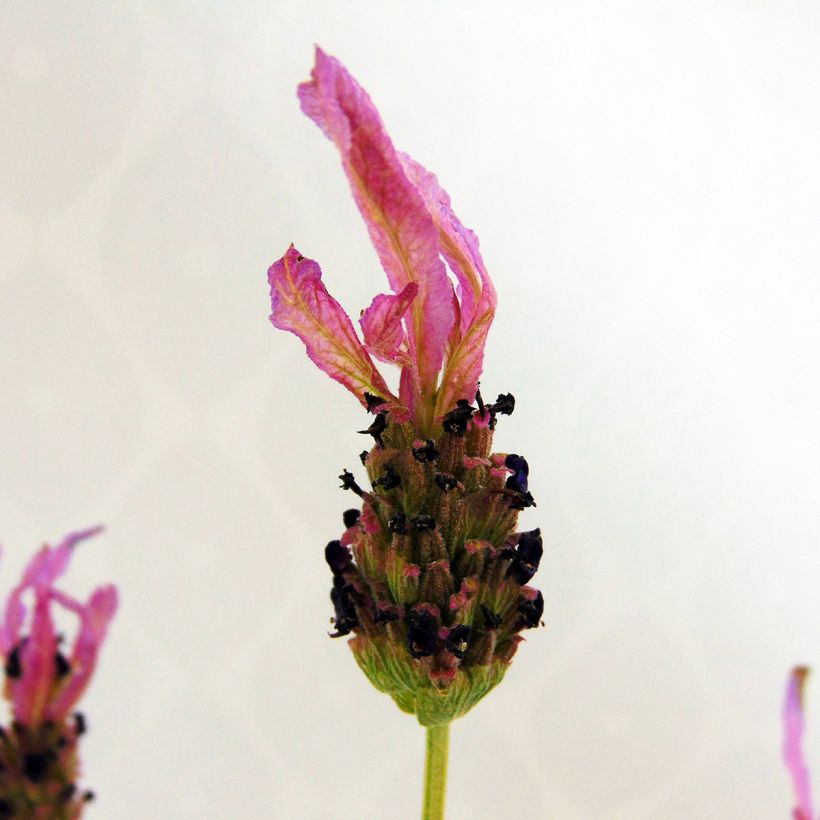 Tupsulaventeli - Lavandula stoechas (Kukinta)