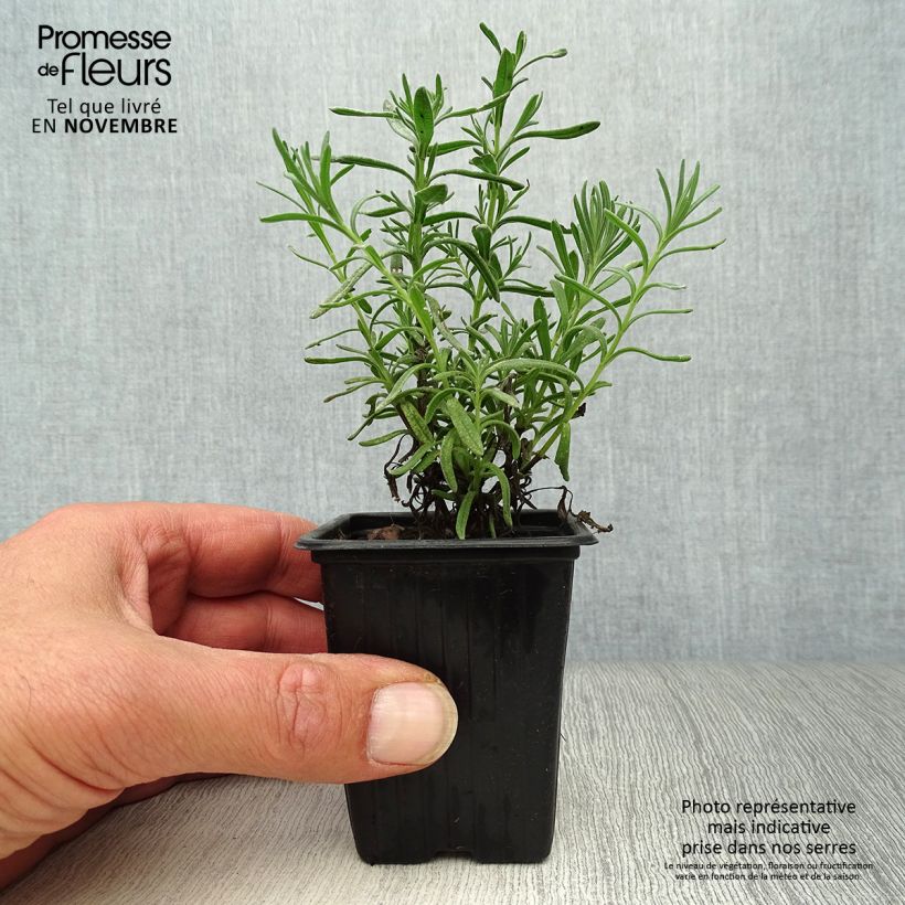 Esimerkki syksyllä toimitetusta Tupsulaventeli - Lavandula stoechas 7/8 cm taimiruukku-taimesta