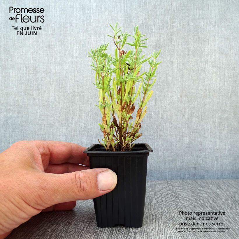 Esimerkki kesällä toimitetusta Tupsulaventeli - Lavandula stoechas Taimiruukku 7/8 cm-taimesta
