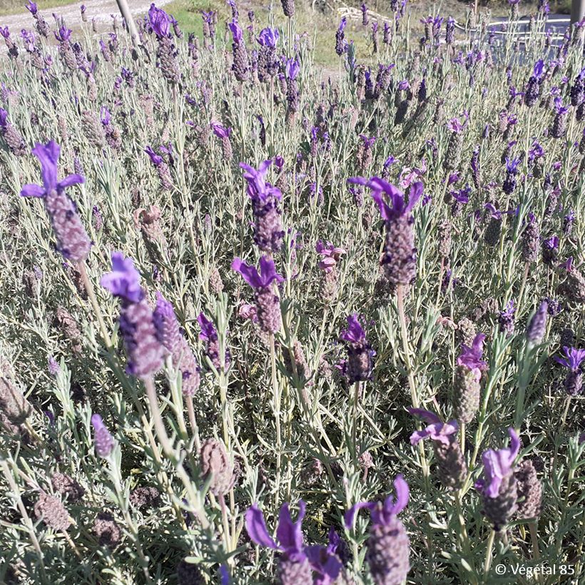 Tupsulaventeli Madrid Purple (Kasvutapa)