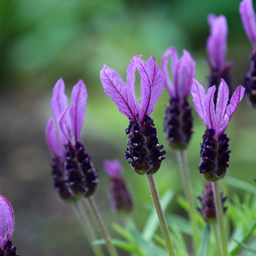 Tupsulaventeli Madrid Purple (Kukinta)