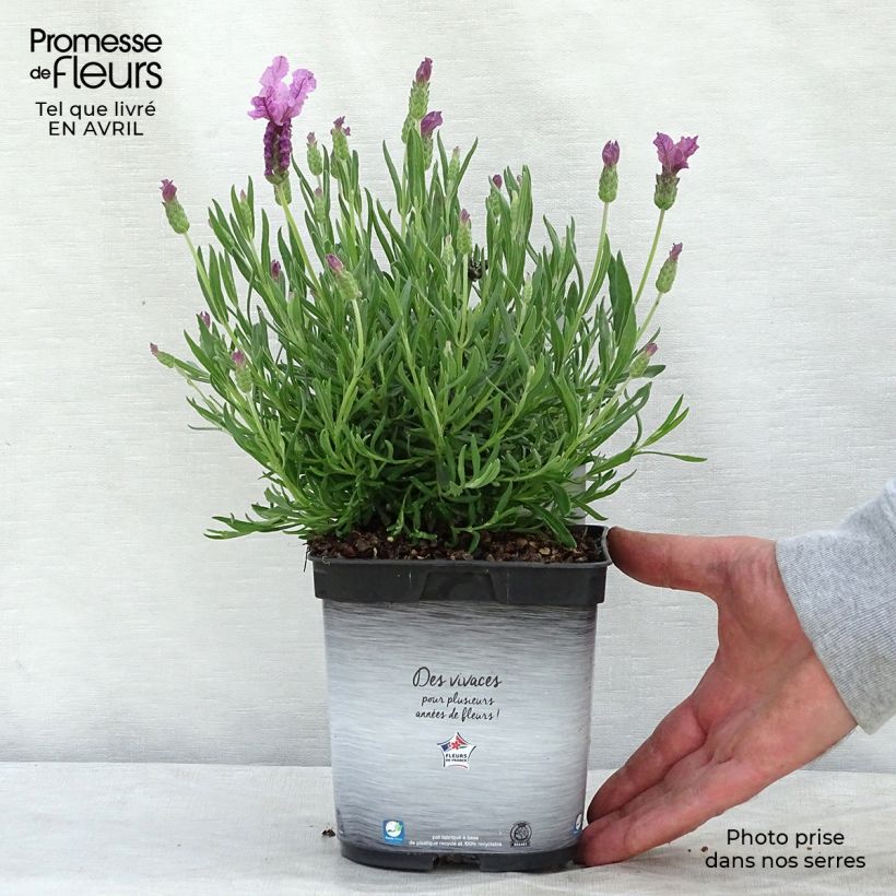 Esimerkki keväällä toimitetusta Tupsulaventeli The Princess Ruukku 2L / 3L-taimesta