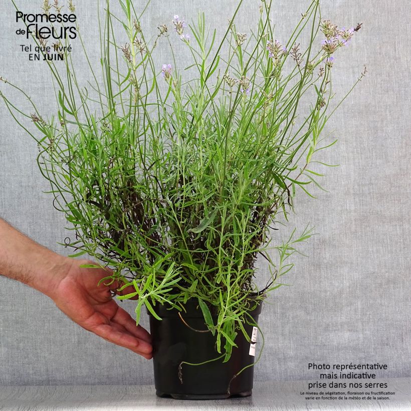 Esimerkki kesällä toimitetusta Tähkälaventeli Dwarf Blue Ruukku 2L / 3L-taimesta