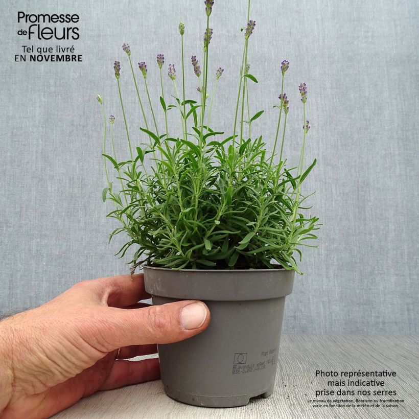 Esimerkki syksyllä toimitetusta Tähkälaventeli Hidcote 12 cm / 13 cm ruukku-taimesta