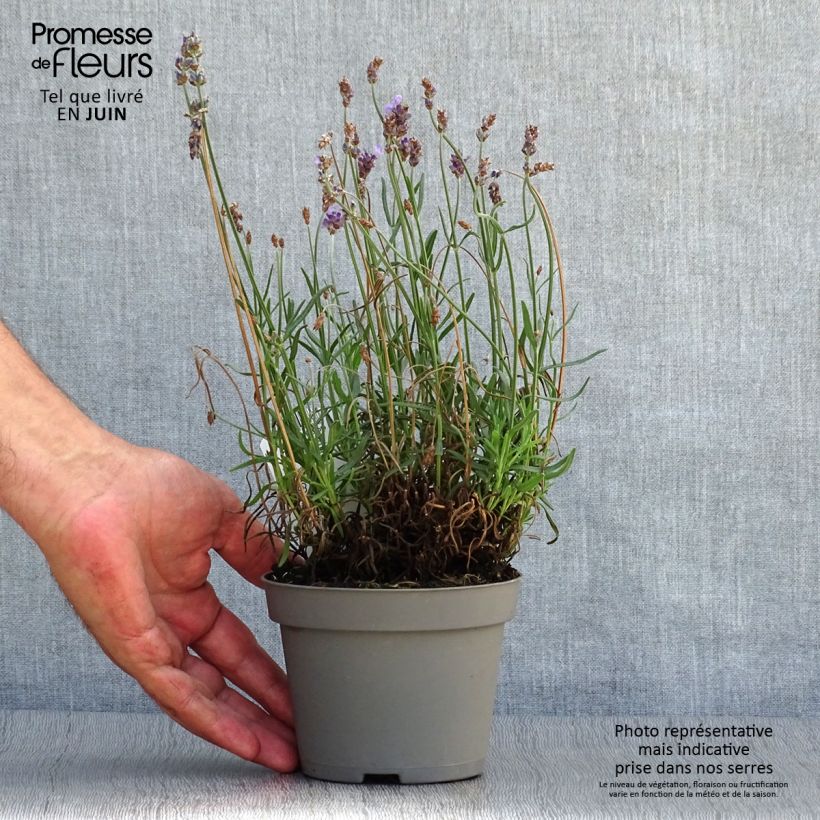 Esimerkki kesällä toimitetusta Tähkälaventeli Hidcote Ruukku 12 cm / 13 cm-taimesta