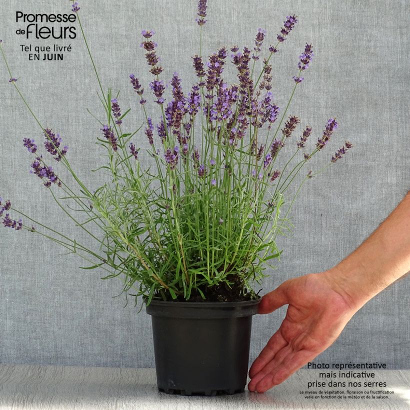 Esimerkki kesällä toimitetusta Tähkälaventeli Hidcote Ruukku 1,5L / 2L-taimesta