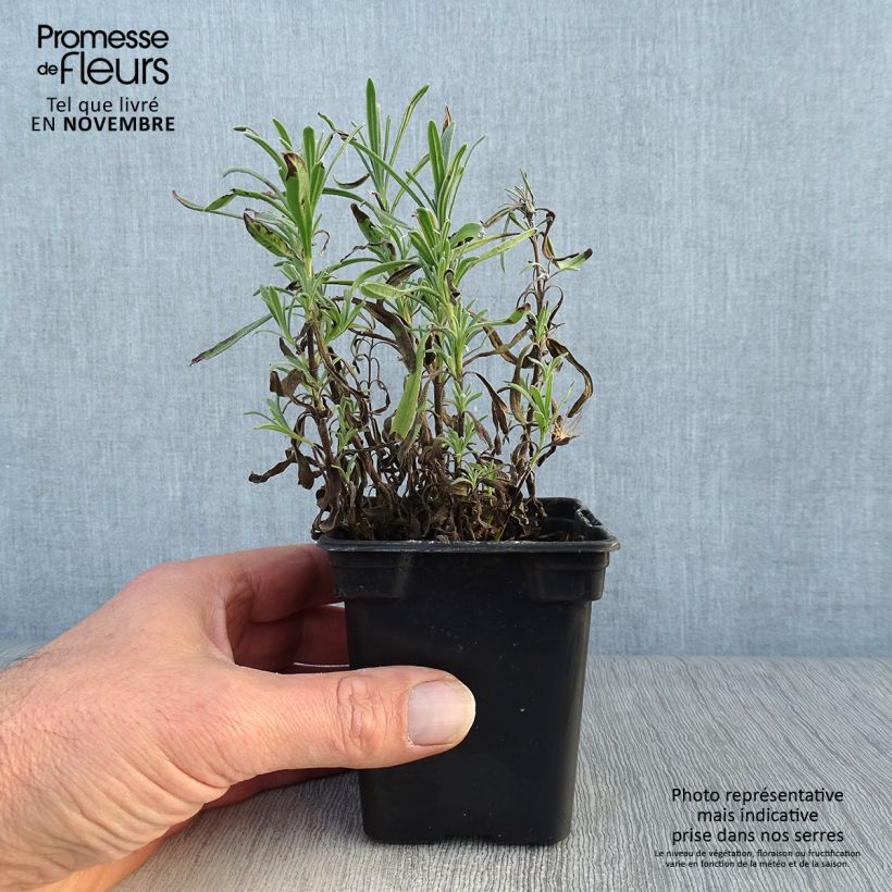Esimerkki syksyllä toimitetusta Tähkälaventeli Rosea 7/8 cm taimiruukku-taimesta