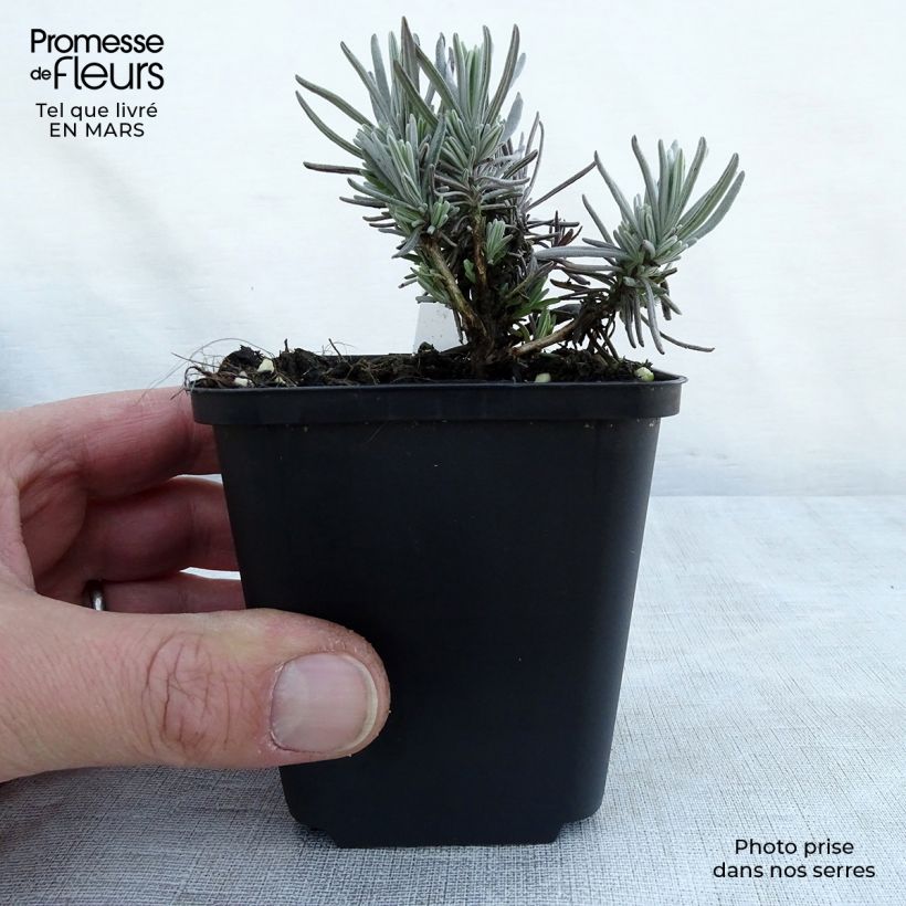 Esimerkki keväällä toimitetusta Tähkälaventeli Siesta Godet de 8/9 cm-taimesta