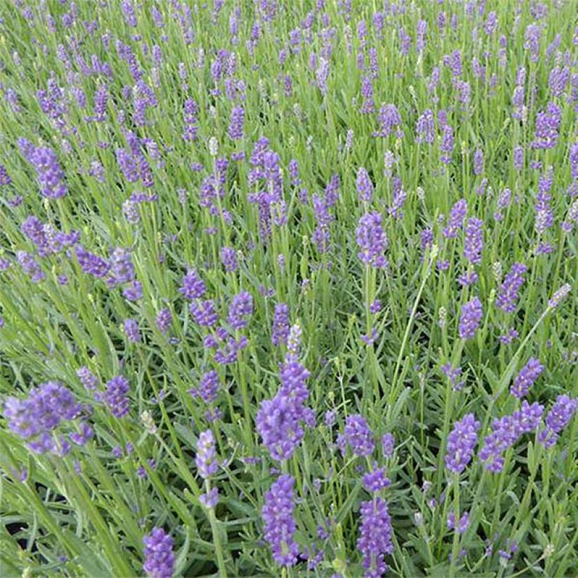 Tähkälaventeli Essence Purple (Kukinta)