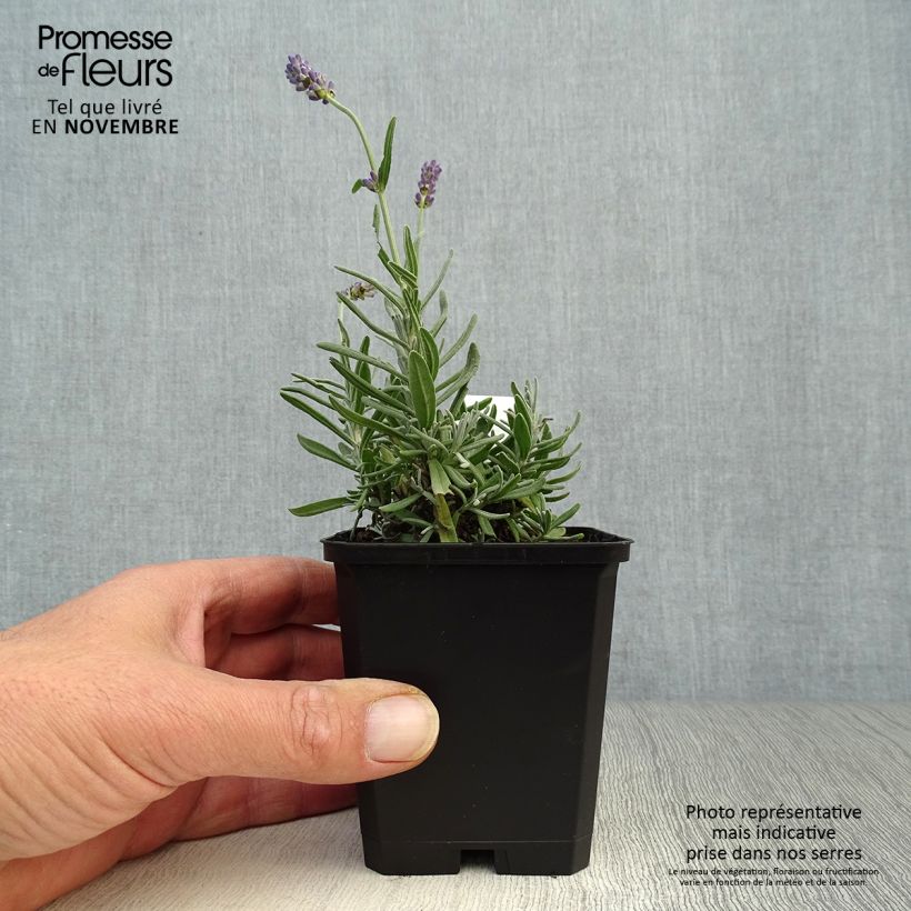 Esimerkki syksyllä toimitetusta Tähkälaventeli Essence Purple 8/9 cm taimiruukku-taimesta