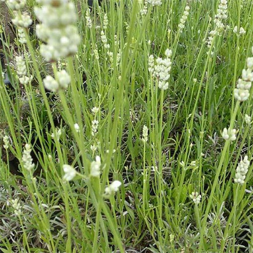 Tähkälaventeli Hidcote White (Kukinta)