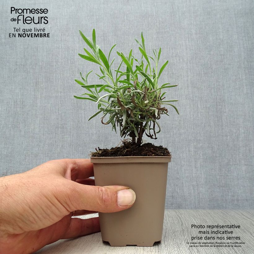 Esimerkki syksyllä toimitetusta Tähkälaventeli Hidcote White 8/9 cm taimiruukku-taimesta