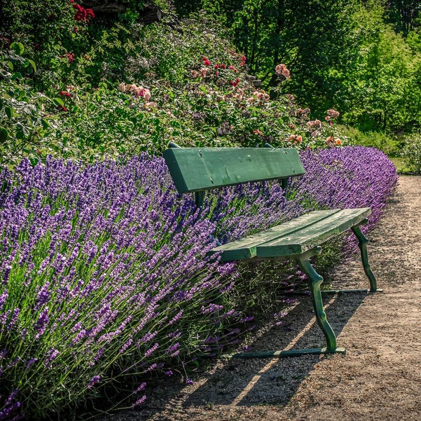 Tähkälaventeli Siesta (Kasvutapa)