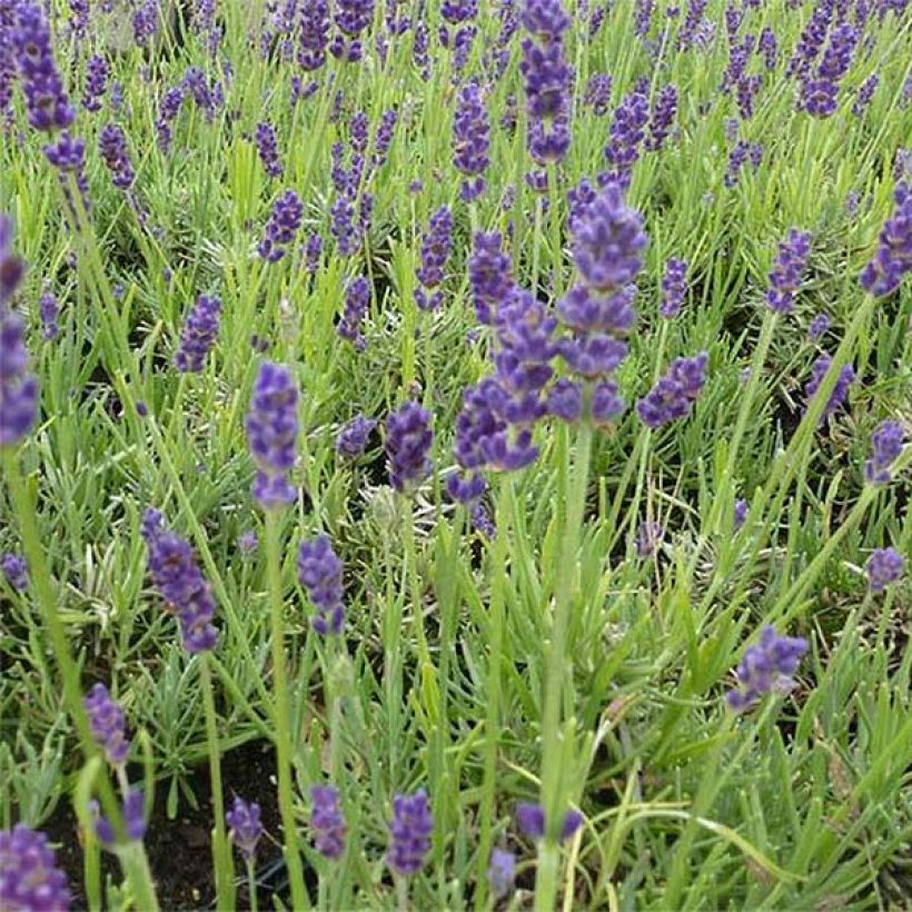 Tähkälaventeli Twickel Purple (Kukinta)