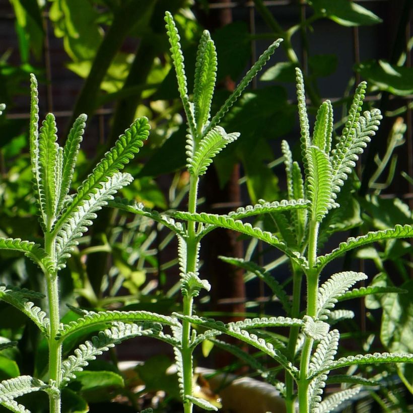 Tähkälaventeli - Lavandula dentata (Lehvistö)