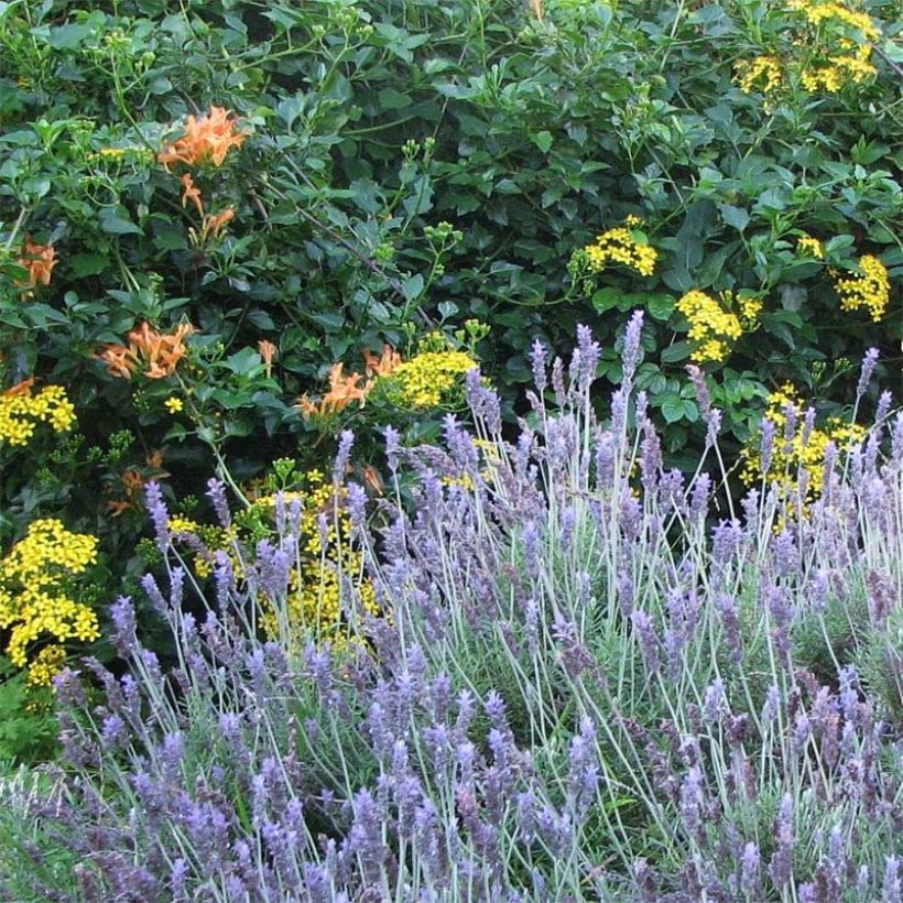 Tähkälaventeli - Lavandula dentata (Kukinta)