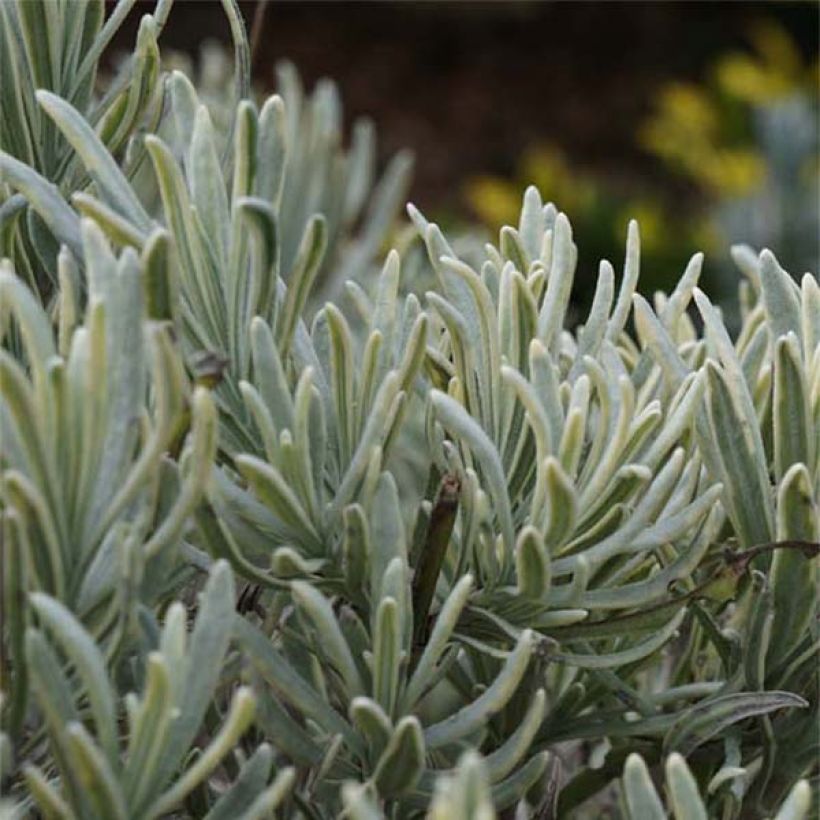 Rivieranlaventeli Walburton's Silver Edge (Lehvistö)