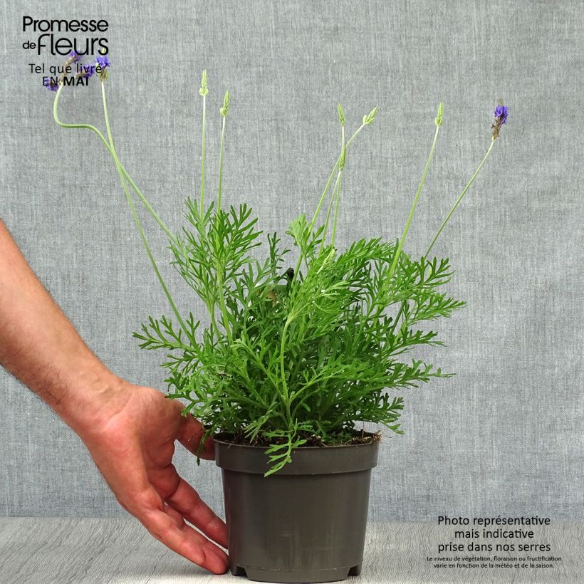 Esimerkki keväällä toimitetusta Tähkälaventeli - Lavandula pinnata var. pinnata Pot de 1,5L/2L-taimesta