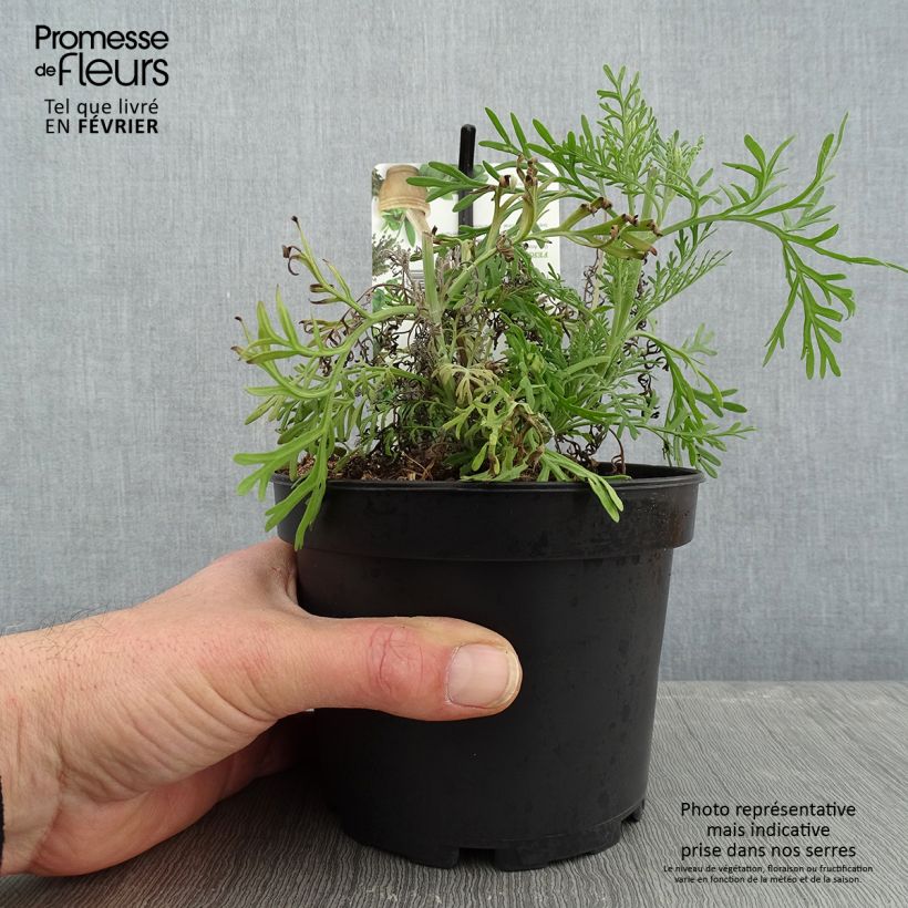 Esimerkki talvella toimitetusta Tähkälaventeli - Lavandula pinnata var. pinnata 1,5 litran / 2 litran kannu-taimesta