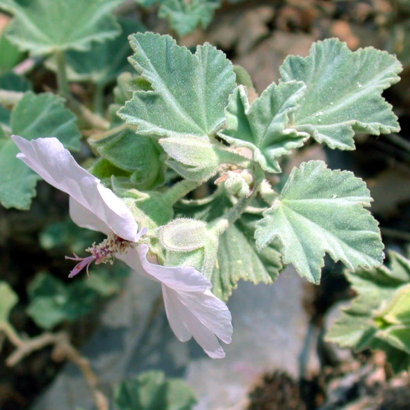 Merimalvikki - Lavatera maritima (Lehvistö)