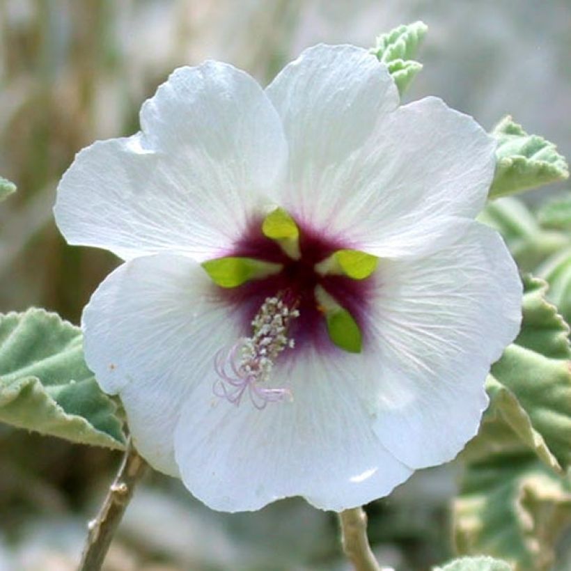 Merimalvikki - Lavatera maritima (Kukinta)