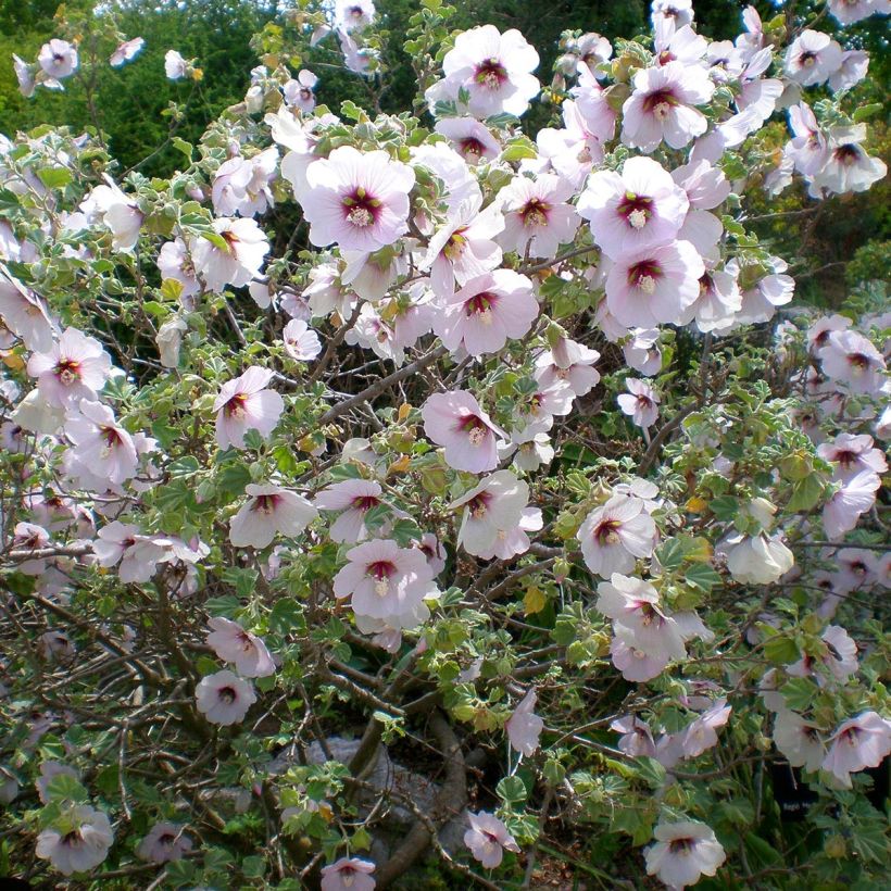 Merimalvikki - Lavatera maritima (Kasvutapa)