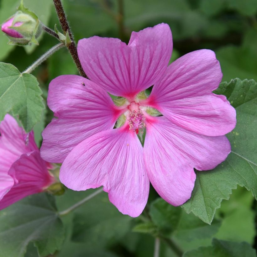 Tarhasalkoruusu Rosea (Kukinta)