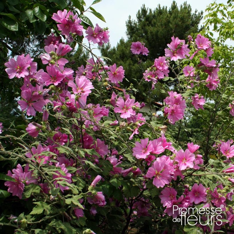 Tarhasalkoruusu Rosea (Kasvutapa)