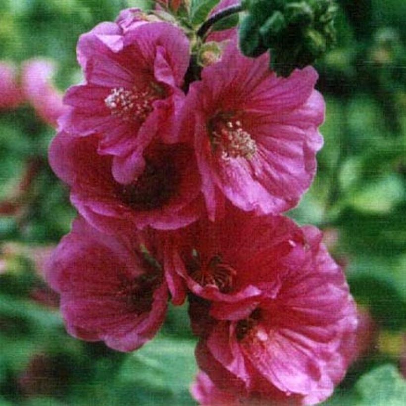 Malvikki Red Rum (Kukinta)