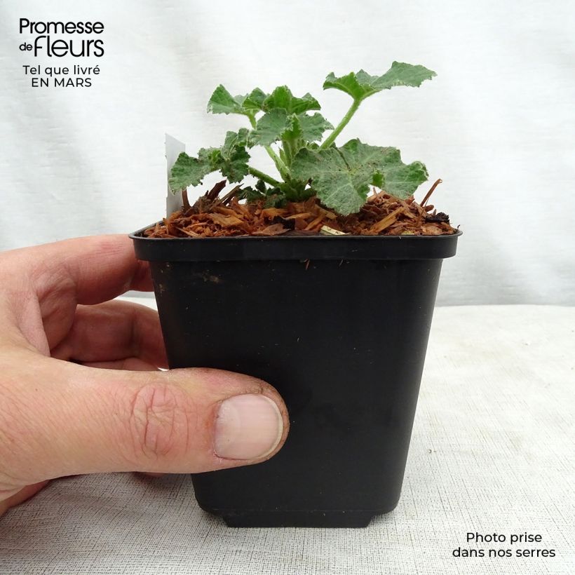 Esimerkki keväällä toimitetusta Malvikki White Angel Taimiruukku 8/9 cm-taimesta
