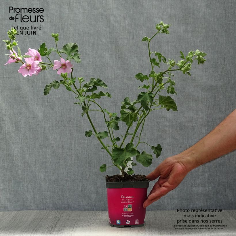 Esimerkki kesällä toimitetusta Tarhasalkoruusu Rosea Ruukku 2L / 3L-taimesta
