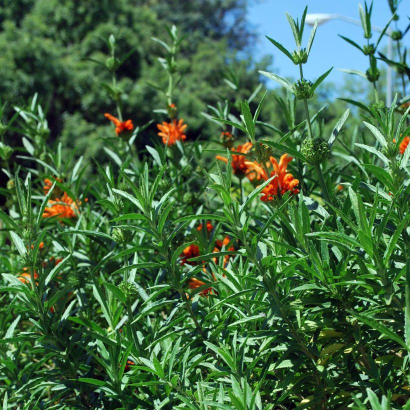 Tulileijonankorva - Leonotis leonurus (Lehvistö)