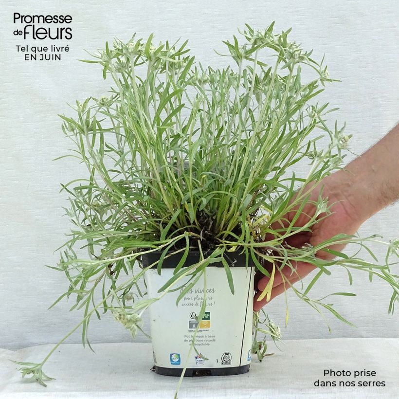 Esimerkki kesällä toimitetusta Euroopanalppitähti Blossom of Snow Pot de 2L/3L-taimesta